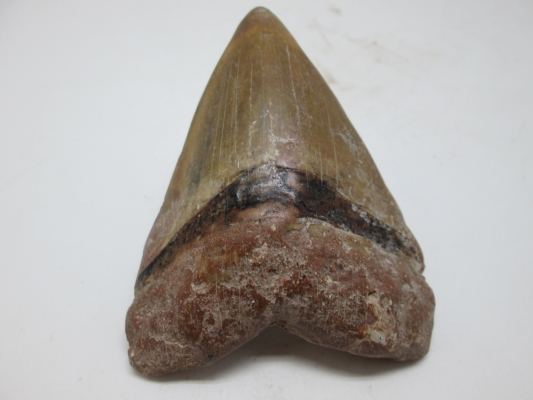 Carcharodon megalodon (diente, reparado)