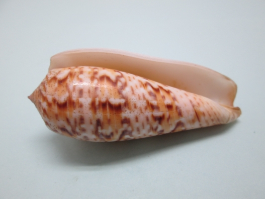 Conus dusaveli